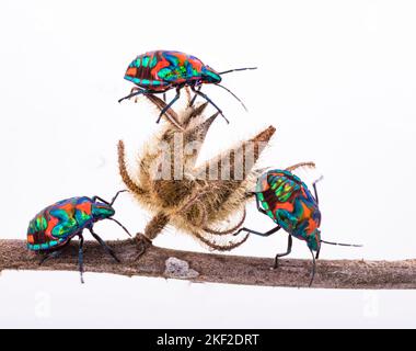 Tectocoris diophthalmus, allgemein bekannt als Hibiscus harlequin Bug oder Baumwolle harlequin Bug, ist das einzige Mitglied der Gattung Tectocoris. Es ist ein bri Stockfoto