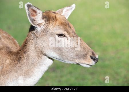 Porträt einer jungen Hintern, die auf der grünen Wiese steht. Man sieht den Kopf, den langen Hals, die Augen, die Ohren und die Schnauze. Stockfoto