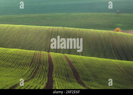 Die landwirtschaftliche Traktorenbahn führt über die hügelige Landschaft und die hügeligen Hügel auf dem Ackerland von Südmähren in der Tschechischen Republik. Stockfoto