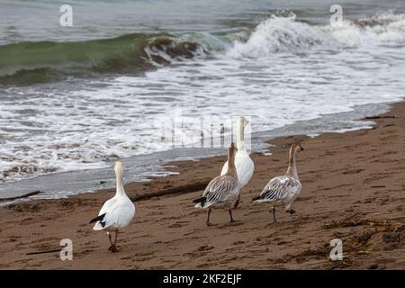 Wilde Schneegänse am Strand in Steveston, British Columbia, Kanada Stockfoto