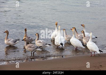 Wilde Schneegänse am Strand in Steveston, British Columbia, Kanada Stockfoto