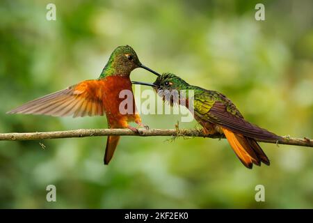 Kastanienreiher Coronet - Boissonneaua matthewsii, grün und rot oder rufous Kolibri in Brillanten, gefunden in Kolumbien, Ecuador und Peru, Duell von t Stockfoto