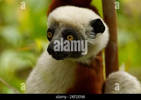 Coquerels Sifaka - Propithecus coquereli Tageslemur der Gattung Propithecus, der im Nordwesten Madagaskars beheimatet ist, galt Coquerels Sifaka als su Stockfoto