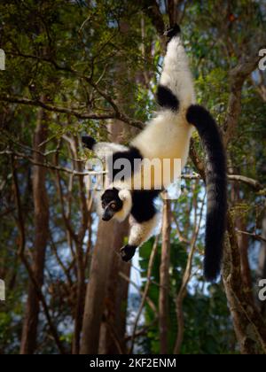 Black and White Ruffed Lemur - Varecia variegata bedrohte Arten von gerafften Lemur, endemisch in Madagaskar, Springen und Klettern Säugetier relativ zu m Stockfoto