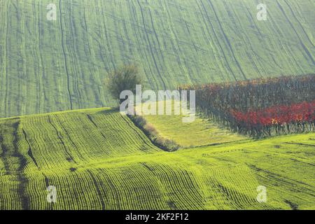 Die landwirtschaftliche Traktorenbahn führt über die hügelige Landschaft und die Weinberge auf dem Ackerland Südmähren in der Tschechischen Republik. Stockfoto