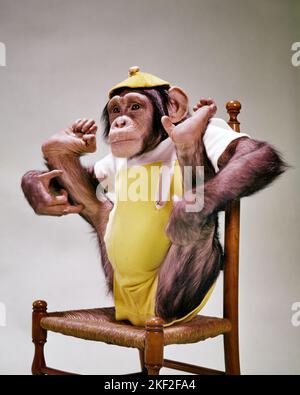 1960S SCHIMPANSEN PAN TROGLODYTES IN GELB-WEISSEM CAP UND PLAYSUIT SITZEND AUF EINEM STUHL MIT BEINEN BIS ZU SEINEN ELLBOGEN ANGEHOBEN - KZ764 HAR001 HARS SCHIMPANSEN ELLBOGEN ANTHROPOMORPHISMUS KOMÖDIE SCHIMPANSEN SÄUGETIER PRIMAT HAR001 ALTMODISCH Stockfoto