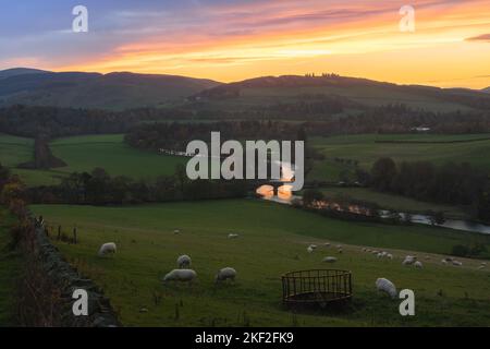 Schöner Landschaftsblick bei Sonnenuntergang im Herbst auf sanfte Hügel und ländliche Landschaft mit Old Manor Bridge über dem Fluss Tweed in der Nähe von Peebles in der SCO Stockfoto