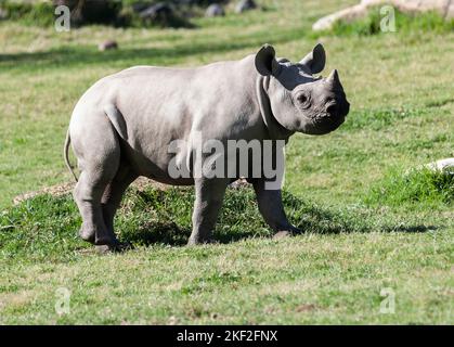 Gefährdete Baby weißen Nashorn Weiden im Grasland Stockfoto