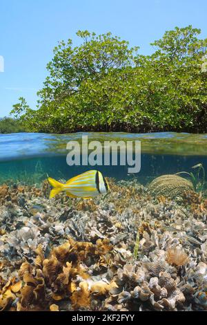 Mangrovenbaum und Korallenriff mit Fischen unter Wasser, karibisches Meer, Split-Level-Ansicht über und unter der Wasseroberfläche, Mittelamerika Stockfoto