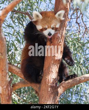 Ailurus fulgensDer rote Panda, auch als kleiner Panda bekannt, ist ein kleines Säugetier, das im östlichen Himalaya und im Südwesten Chinas beheimatet ist. Es hat dichte r Stockfoto