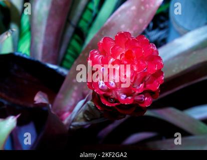 Neoregelia carolinae oder Blushing Bromeliad ist eine Art der Gattung Neoregelia. Es ist für seine Mitte rot, wenn es zu blühen, her bekannt Stockfoto