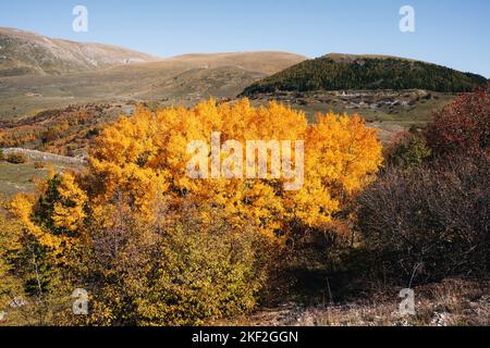 Farbenfrohes Herbstlaub im Campo Imperatore Stockfoto