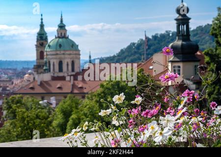 Prag, Tschechische Republik - 4. September 2022: Rosa und weiße Blumen mit der Nikolaikirche im Hintergrund Stockfoto