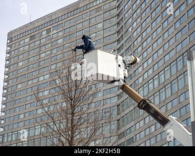 Arbeiter auf dem Aufzug trimmen den Baum. Arbeit des Landschaftsgärtnern. Beschneiden der Oberseite eines Baumes. Arbeit in großer Höhe. Stockfoto