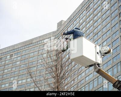 Moskau, Russland. 04.01.2022 Arbeiter auf dem Aufzug trimmen den Baum. Arbeit des Landschaftsgärtnern. Beschneiden der Oberseite eines Baumes. Arbeit in großer Höhe. Stockfoto