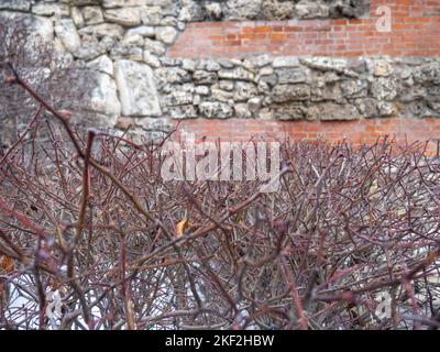 Büsche ohne Blätter. Stachelige Pflanze. Pflanze in der Stadt. Kalte Jahreszeit Stockfoto