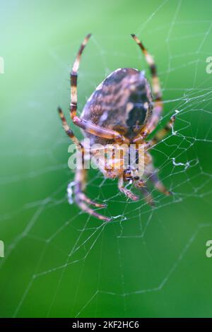 Makrobild einer Gartenspinne, die im Garten auf einem Netz aufgehängt ist. Selektiver Fokus. Geringe Schärfentiefe. Spinnennetz. Gestreifte Spinnenbeine. Bokeh-Hintergrund Stockfoto