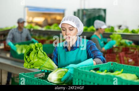 Junge Arbeiterin, die Salat in Kisten auf der Sortierlinie anordnete Stockfoto