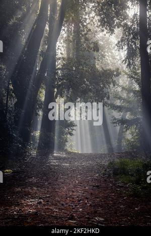 Ein Spaziergang durch den Redwood-Wald Stockfoto