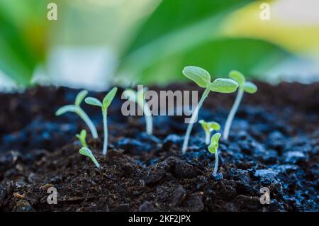 Pflanzen Sie Sprossen, die gerade gekeimt sind und aus dem Boden kommen, sehr geringe Schärfentiefe mit Fokus auf den Keimling im Vordergrund. Stockfoto
