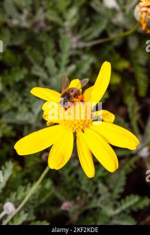 Eine fröhliche Gänseblümchen-Blume, die sowohl in Gärten als auch in freier Wildbahn zu finden ist Stockfoto