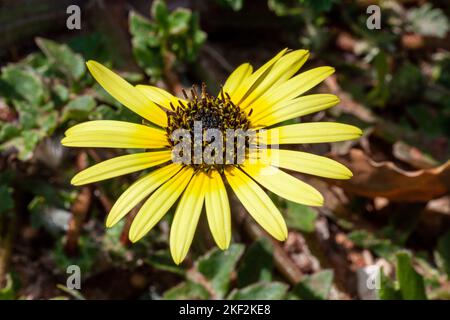 Eine fröhliche Gänseblümchen-Blume, die sowohl in Gärten als auch in freier Wildbahn zu finden ist Stockfoto