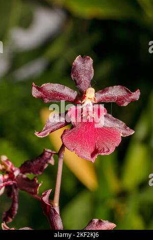 Oncidium-Orchideen wurden erstmals offiziell von Olaf Swartz, einem schwedischen Botaniker, im Jahr 1800 beschrieben.im Volksmund bekannt für die Spitznamen Dancing Lady Stockfoto