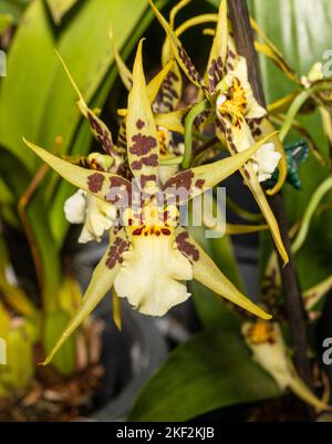 Oncidium-Orchideen wurden erstmals offiziell von Olaf Swartz, einem schwedischen Botaniker, im Jahr 1800 beschrieben.im Volksmund bekannt für die Spitznamen Dancing Lady Stockfoto