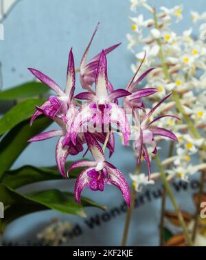 Oncidium-Orchideen wurden erstmals offiziell von Olaf Swartz, einem schwedischen Botaniker, im Jahr 1800 beschrieben.im Volksmund bekannt für die Spitznamen Dancing Lady Stockfoto