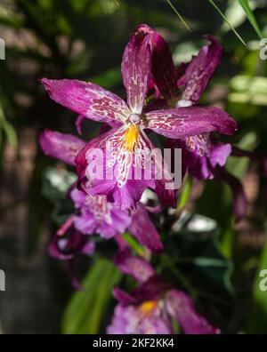 Oncidium-Orchideen wurden erstmals offiziell von Olaf Swartz, einem schwedischen Botaniker, im Jahr 1800 beschrieben.im Volksmund bekannt für die Spitznamen Dancing Lady Stockfoto