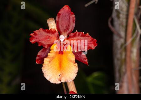 Oncidium-Orchideen wurden erstmals offiziell von Olaf Swartz, einem schwedischen Botaniker, im Jahr 1800 beschrieben.im Volksmund bekannt für die Spitznamen Dancing Lady Stockfoto