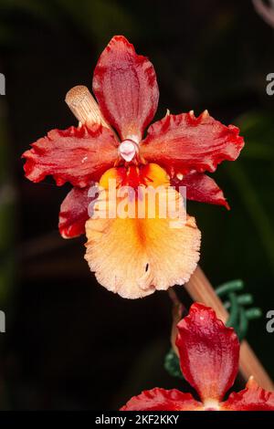 Oncidium-Orchideen wurden erstmals offiziell von Olaf Swartz, einem schwedischen Botaniker, im Jahr 1800 beschrieben.im Volksmund bekannt für die Spitznamen Dancing Lady Stockfoto