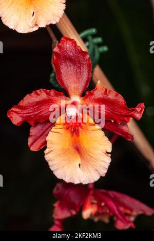 Oncidium-Orchideen wurden erstmals offiziell von Olaf Swartz, einem schwedischen Botaniker, im Jahr 1800 beschrieben.im Volksmund bekannt für die Spitznamen Dancing Lady Stockfoto