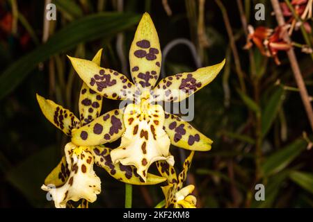 Oncidium-Orchideen wurden erstmals offiziell von Olaf Swartz, einem schwedischen Botaniker, im Jahr 1800 beschrieben.im Volksmund bekannt für die Spitznamen Dancing Lady Stockfoto