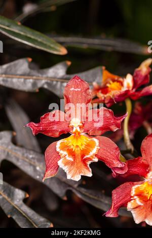 Oncidium-Orchideen wurden erstmals offiziell von Olaf Swartz, einem schwedischen Botaniker, im Jahr 1800 beschrieben.im Volksmund bekannt für die Spitznamen Dancing Lady Stockfoto