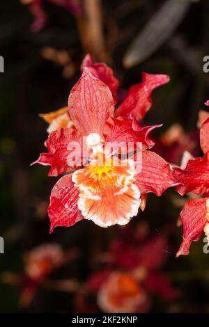 Oncidium-Orchideen wurden erstmals offiziell von Olaf Swartz, einem schwedischen Botaniker, im Jahr 1800 beschrieben.im Volksmund bekannt für die Spitznamen Dancing Lady Stockfoto