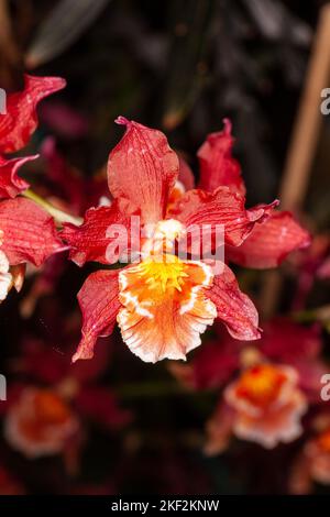 Oncidium-Orchideen wurden erstmals offiziell von Olaf Swartz, einem schwedischen Botaniker, im Jahr 1800 beschrieben.im Volksmund bekannt für die Spitznamen Dancing Lady Stockfoto