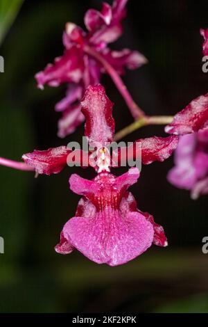 Oncidium-Orchideen wurden erstmals offiziell von Olaf Swartz, einem schwedischen Botaniker, im Jahr 1800 beschrieben.im Volksmund bekannt für die Spitznamen Dancing Lady Stockfoto