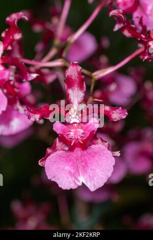 Oncidium-Orchideen wurden erstmals offiziell von Olaf Swartz, einem schwedischen Botaniker, im Jahr 1800 beschrieben.im Volksmund bekannt für die Spitznamen Dancing Lady Stockfoto
