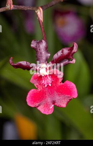 Oncidium-Orchideen wurden erstmals offiziell von Olaf Swartz, einem schwedischen Botaniker, im Jahr 1800 beschrieben.im Volksmund bekannt für die Spitznamen Dancing Lady Stockfoto