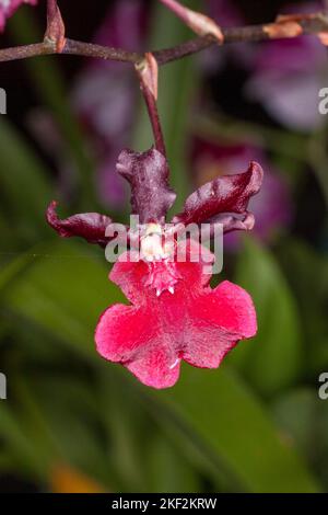 Oncidium-Orchideen wurden erstmals offiziell von Olaf Swartz, einem schwedischen Botaniker, im Jahr 1800 beschrieben.im Volksmund bekannt für die Spitznamen Dancing Lady Stockfoto
