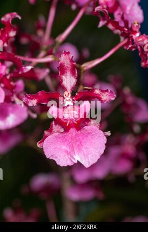 Oncidium-Orchideen wurden erstmals offiziell von Olaf Swartz, einem schwedischen Botaniker, im Jahr 1800 beschrieben.im Volksmund bekannt für die Spitznamen Dancing Lady Stockfoto