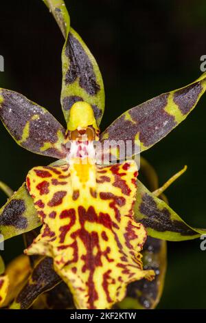 Oncidium-Orchideen wurden erstmals offiziell von Olaf Swartz, einem schwedischen Botaniker, im Jahr 1800 beschrieben.im Volksmund bekannt für die Spitznamen Dancing Lady Stockfoto