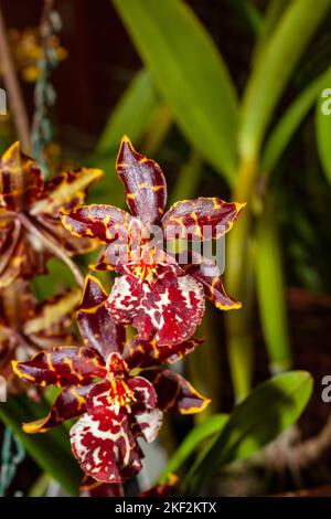 Oncidium-Orchideen wurden erstmals offiziell von Olaf Swartz, einem schwedischen Botaniker, im Jahr 1800 beschrieben.im Volksmund bekannt für die Spitznamen Dancing Lady Stockfoto