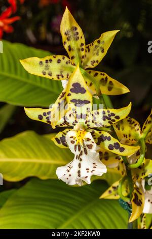 Oncidium-Orchideen wurden erstmals offiziell von Olaf Swartz, einem schwedischen Botaniker, im Jahr 1800 beschrieben.im Volksmund bekannt für die Spitznamen Dancing Lady Stockfoto