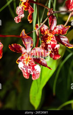 Oncidium-Orchideen wurden erstmals offiziell von Olaf Swartz, einem schwedischen Botaniker, im Jahr 1800 beschrieben.im Volksmund bekannt für die Spitznamen Dancing Lady Stockfoto