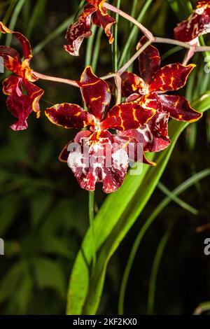Oncidium-Orchideen wurden erstmals offiziell von Olaf Swartz, einem schwedischen Botaniker, im Jahr 1800 beschrieben.im Volksmund bekannt für die Spitznamen Dancing Lady Stockfoto