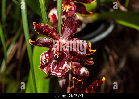 Oncidium-Orchideen wurden erstmals offiziell von Olaf Swartz, einem schwedischen Botaniker, im Jahr 1800 beschrieben.im Volksmund bekannt für die Spitznamen Dancing Lady Stockfoto