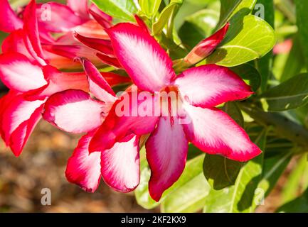 Adenium obesum ist eine giftige Blütenpflanze, die zum Stamm Nerieae der Unterfamilie Apocynoideae der Familie der Dogbane gehört, sehr langsam Stockfoto