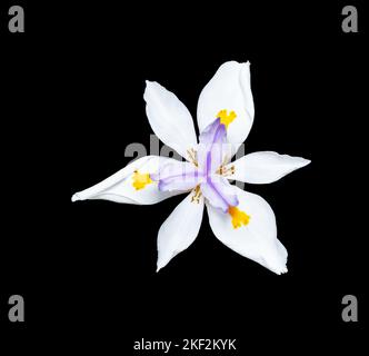 Dietes grandiflora, die große wilde Iris, afrikanische Iris oder Feeniris, ist eine rhizomatöse mehrjährige Pflanze der Familie Iridaceae mit langen, starren, schwertblütigen Stockfoto